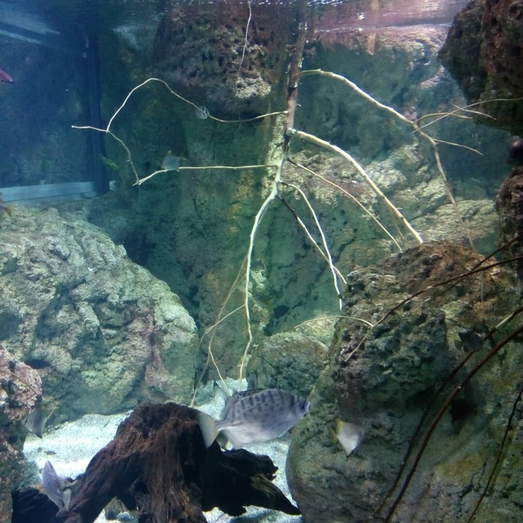 Underwater habitat with branches and fish at the Biodome of Granada