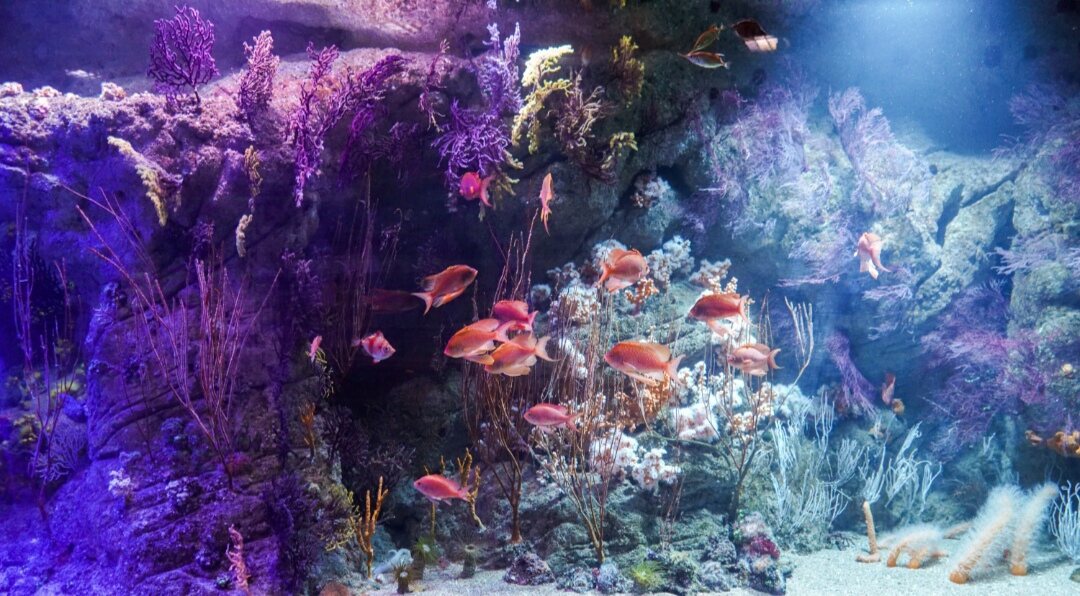 Vivid coral reef recreation with reef fish at Oceanogràfic Valencia