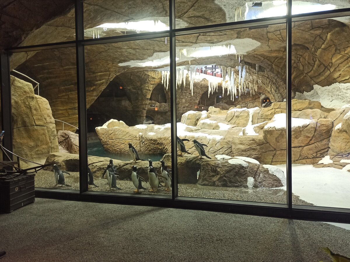Glass-fronted artificial rock cave habitat at Pairi Daiza
