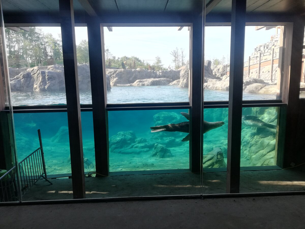 Underwater viewing window with turquoise water and dark framing at Pairi Daiza