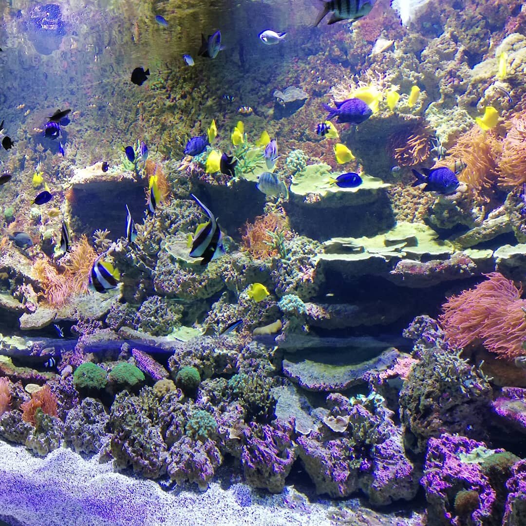 Colourful coral reef recreation with tropical fish at Seville Aquarium