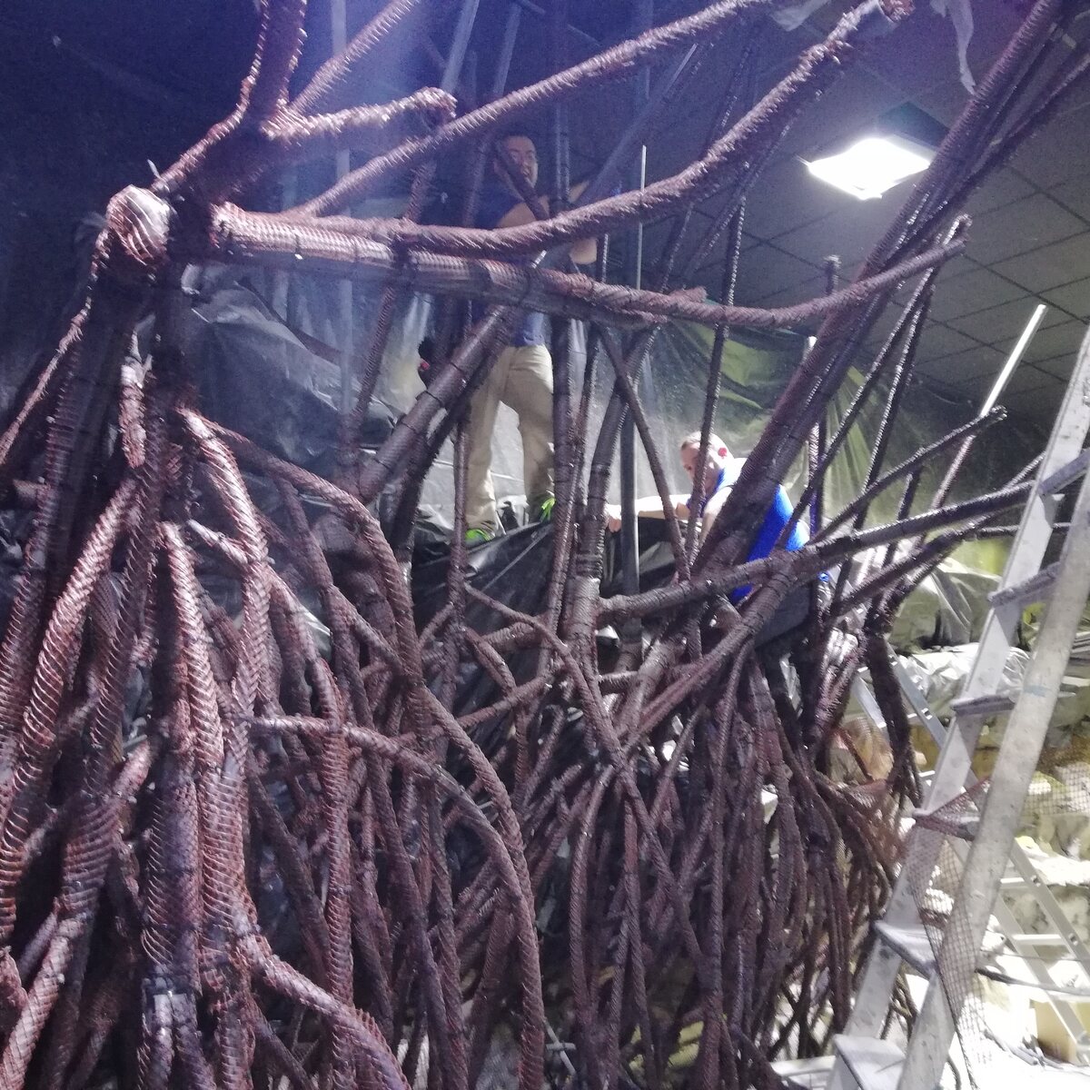 Backlit mangrove root structure in a tall aquarium tank at Seville Aquarium