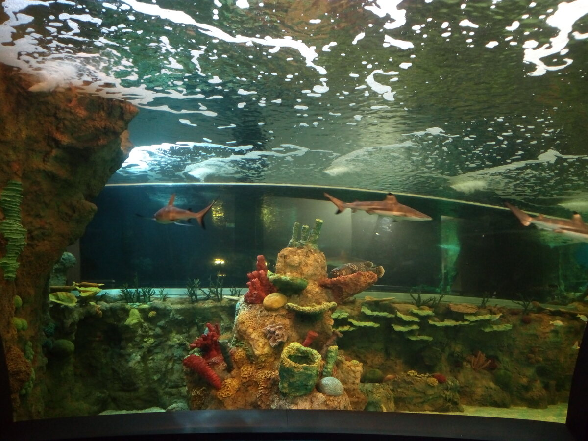 Reef habitat with artificial rock and a tree feature beside a visitor walkway at Seville Aquarium