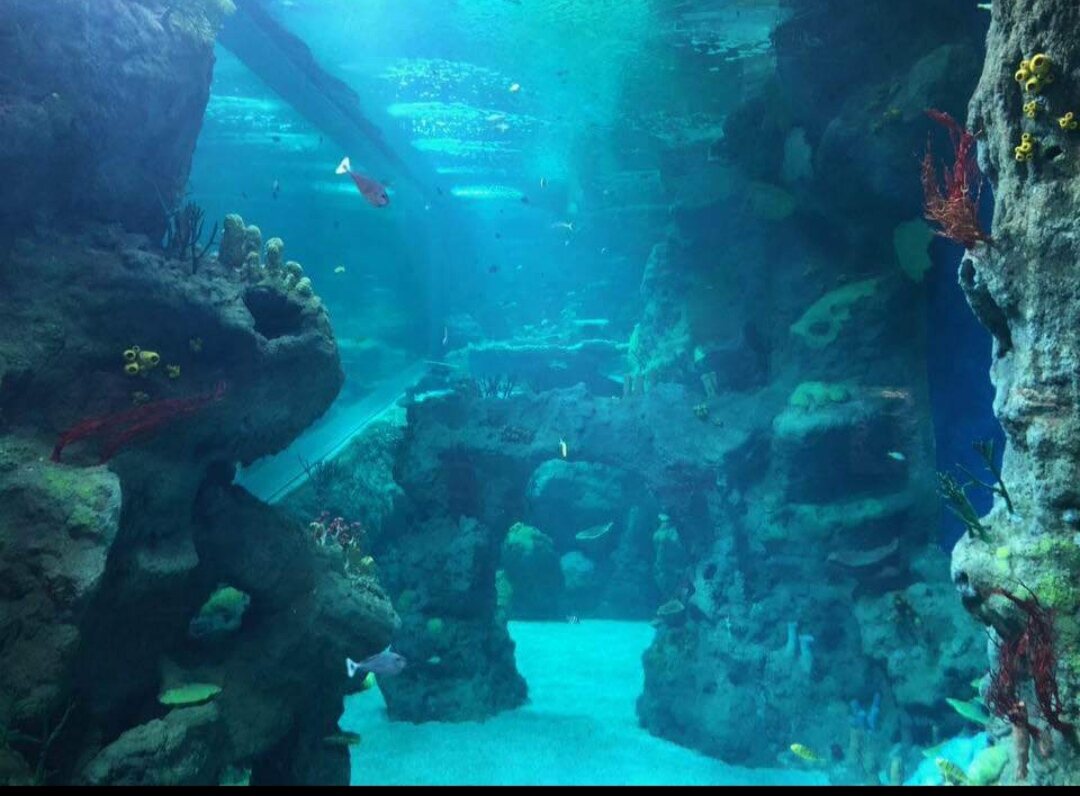 Turquoise reef tunnel with artificial rock at the Sheikh Abdullah Al-Salem Cultural Centre